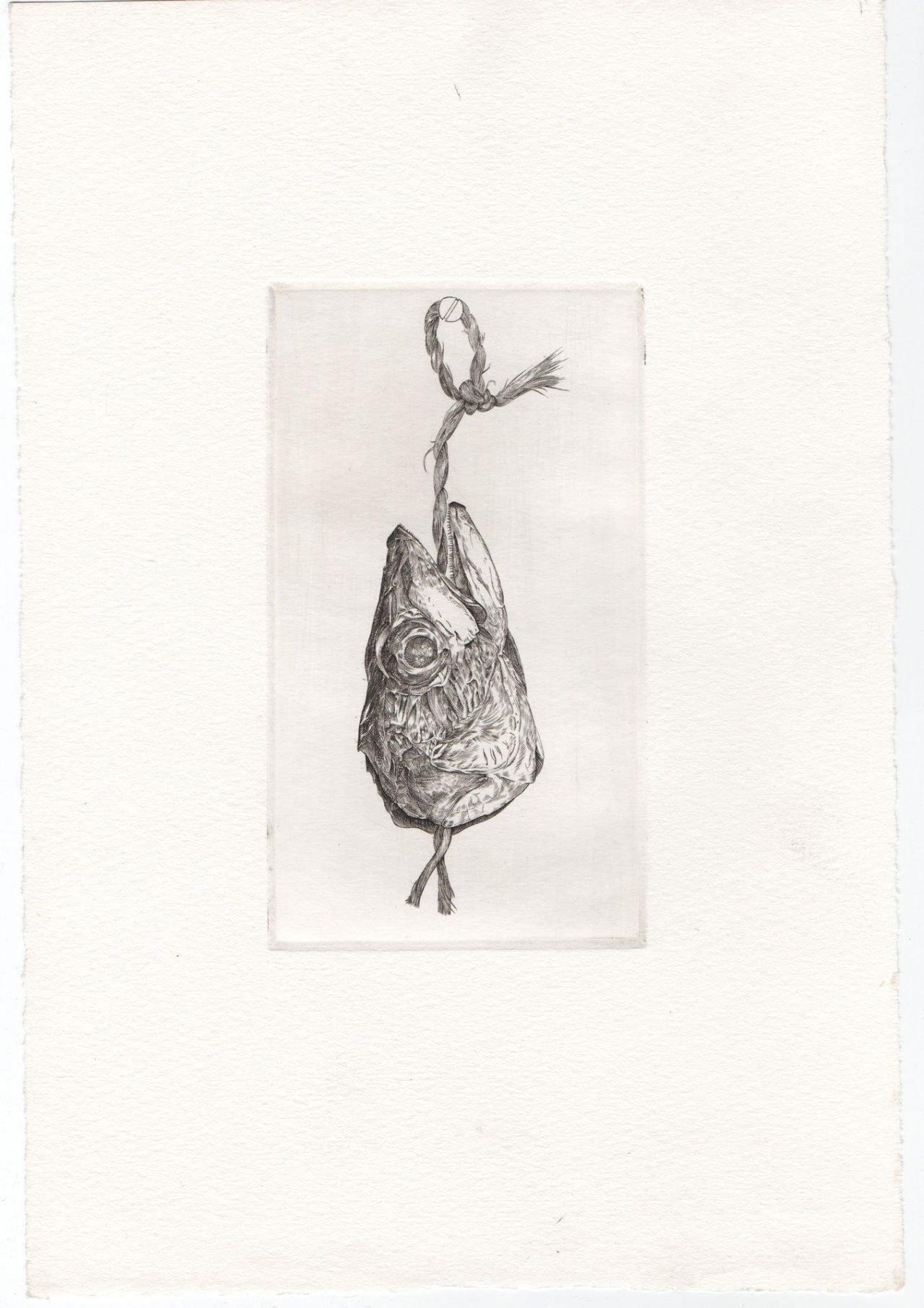 Dried Fish Head
