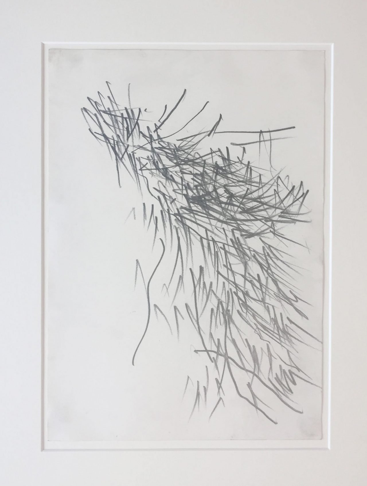 Pine Tree Study 4