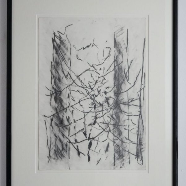 Pine Tree Study 2