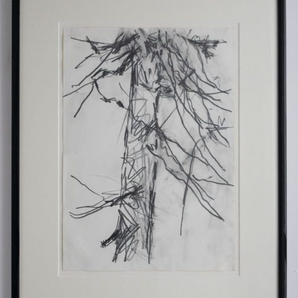 Pine Tree Study 1