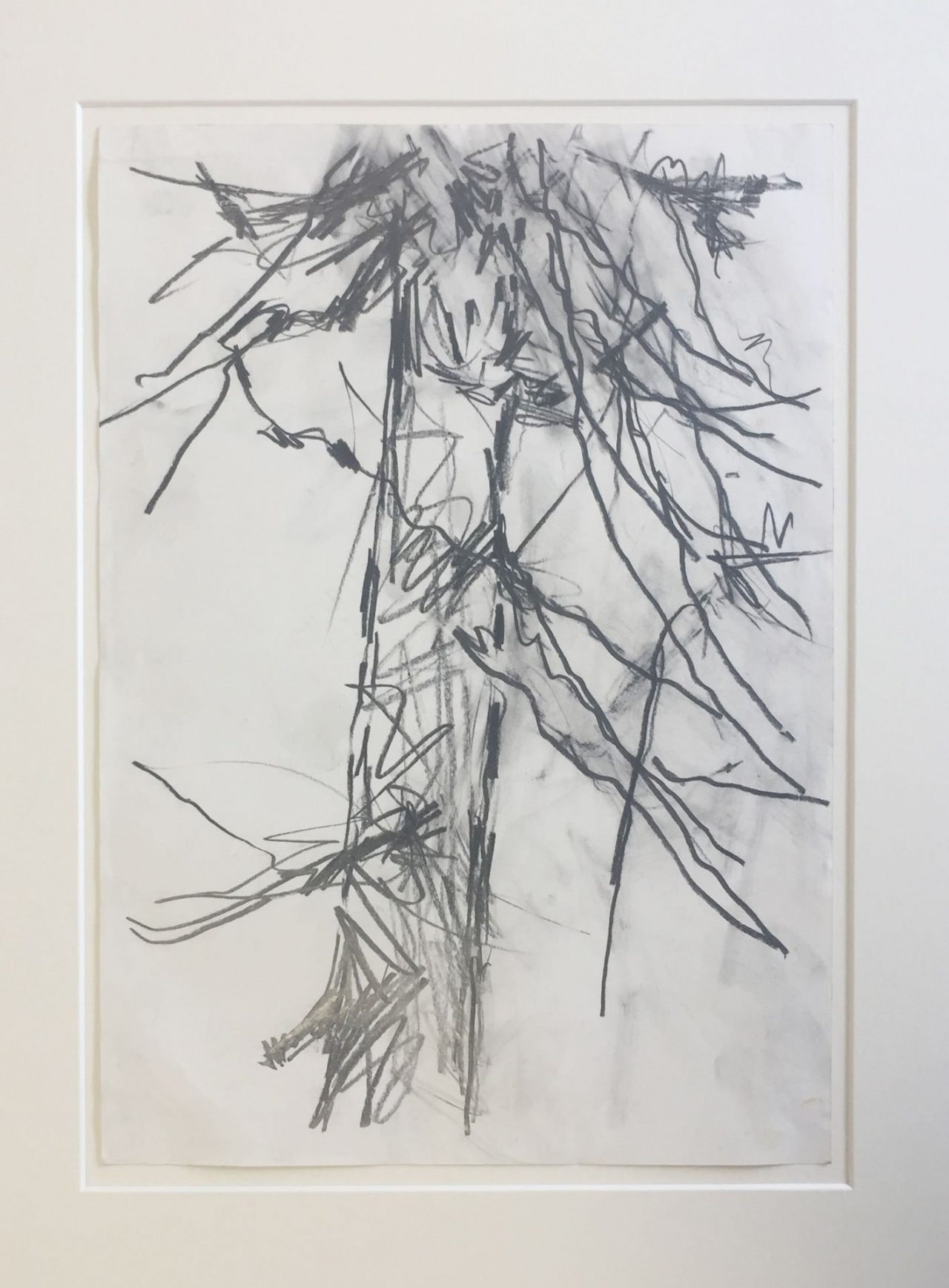 Pine Tree Study 1