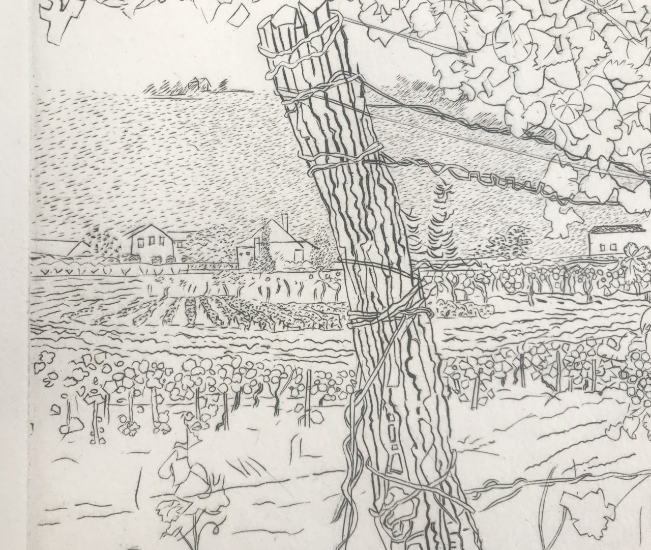 M Bernede's Vineyard No.2