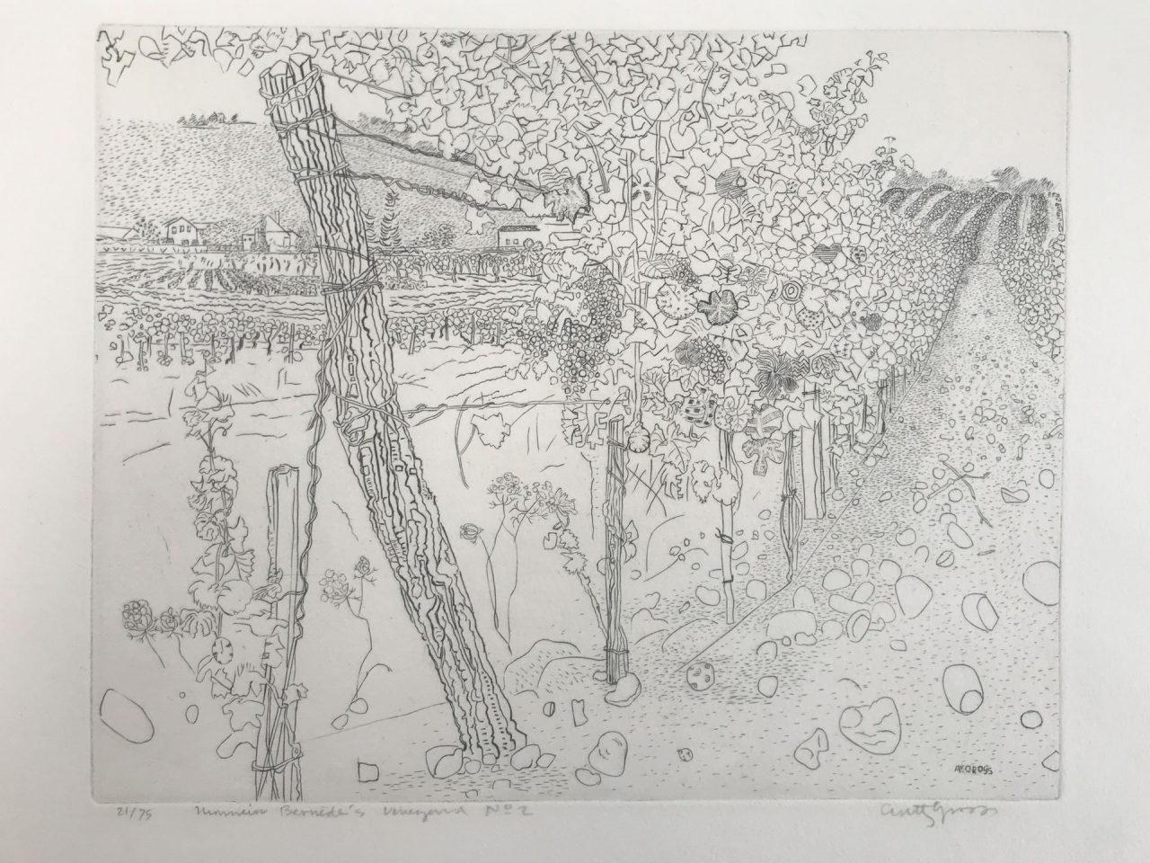 M Bernede's Vineyard No.2