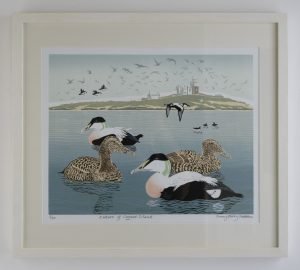 Eiders Off Coquet Island