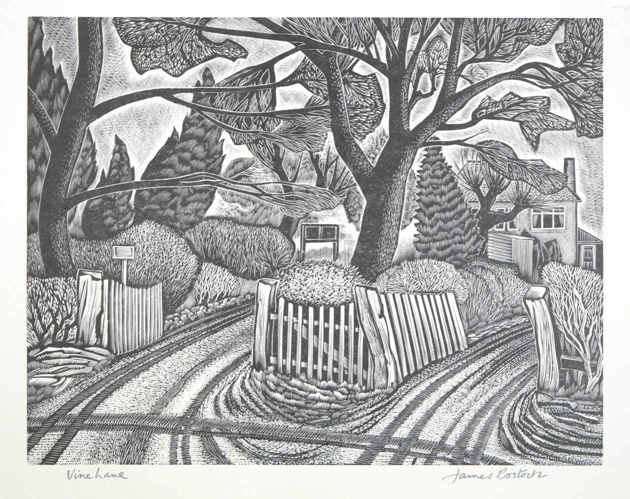 Vine Lane - James Bostock